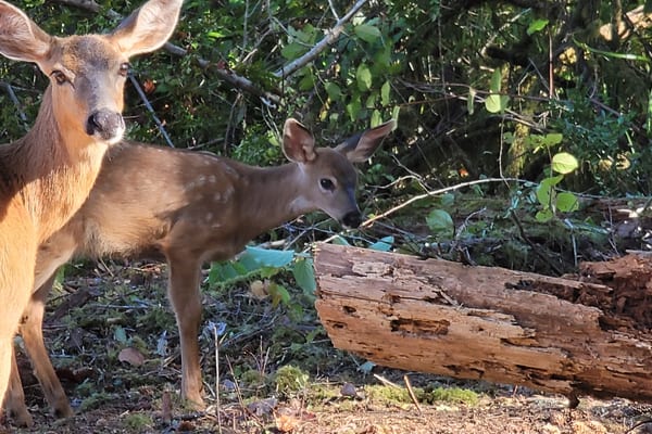 Wildlife