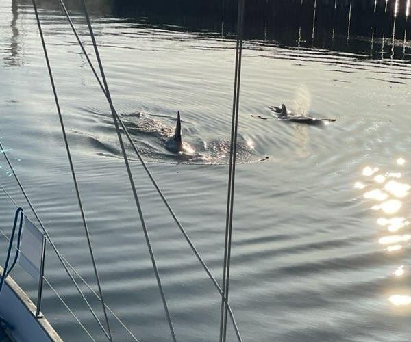 Orcas & Wildlife